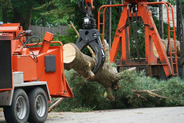 Best Palm Tree Trimming  in Allison, IA